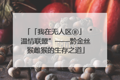「我在无人区⑧」“温情联盟”——黔金丝猴雌猴的生存之道