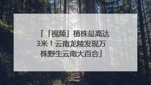 「视频」植株最高达3米！云南龙陵发现万株野生云南大百合