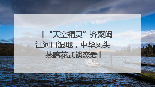 “天空精灵”齐聚闽江河口湿地，中华凤头燕鸥花式谈恋爱
