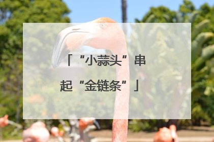 “小蒜头”串起“金链条”