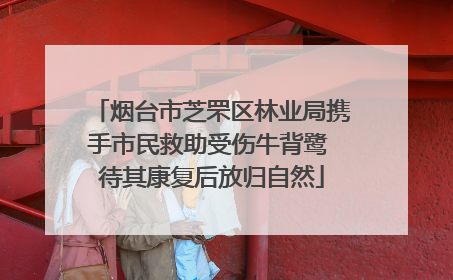 烟台市芝罘区林业局携手市民救助受伤牛背鹭 待其康复后放归自然