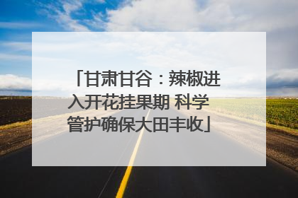 甘肃甘谷：辣椒进入开花挂果期 科学管护确保大田丰收