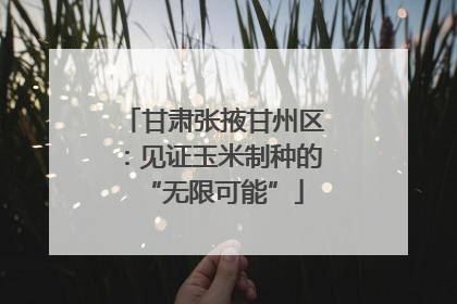 甘肃张掖甘州区：见证玉米制种的“无限可能”