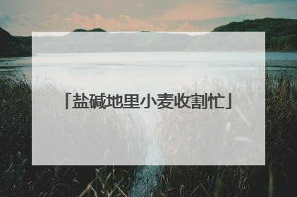 盐碱地里小麦收割忙