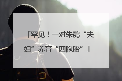 罕见！一对朱鹮“夫妇”养育“四胞胎”