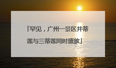 罕见，广州一景区并蒂莲与三蒂莲同时盛放