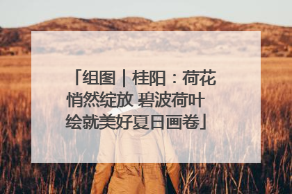 组图｜桂阳：荷花悄然绽放 碧波荷叶绘就美好夏日画卷