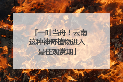 一叶当舟！云南这种神奇植物进入最佳观赏期
