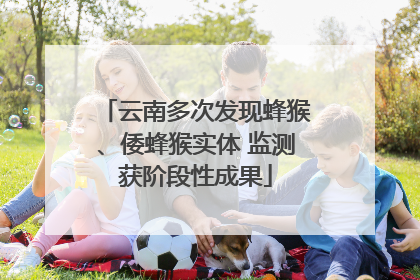 云南多次发现蜂猴、倭蜂猴实体 监测获阶段性成果