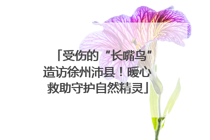 受伤的“长嘴鸟”造访徐州沛县！暖心救助守护自然精灵