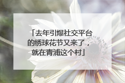 去年引爆社交平台的绣球花节又来了，就在青浦这个村