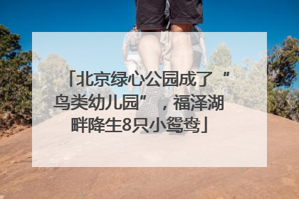 北京绿心公园成了“鸟类幼儿园”，福泽湖畔降生8只小鸳鸯