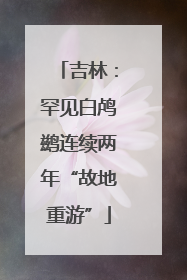吉林：罕见白鸬鹚连续两年“故地重游”