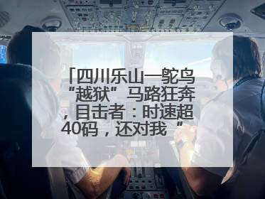 四川乐山一鸵鸟“越狱”马路狂奔，目击者：时速超40码，还对我“笑”了下