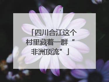 四川合江这个村里藏着一群“非洲顶流”