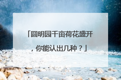 圆明园千亩荷花盛开，你能认出几种？