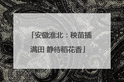 安徽淮北：秧苗插满田 静待稻花香