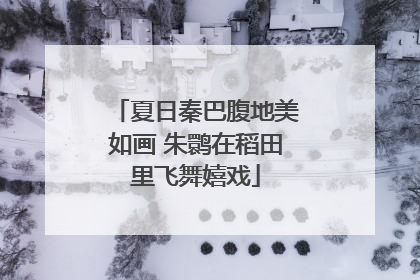 夏日秦巴腹地美如画 朱鹮在稻田里飞舞嬉戏