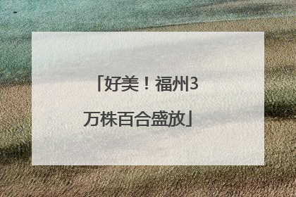 好美!福州3万株百合盛放