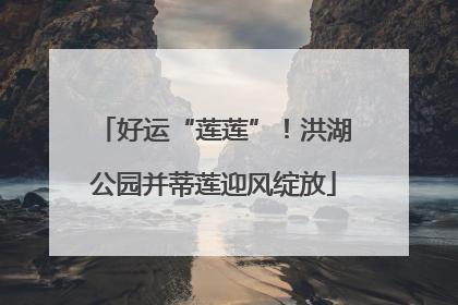 好运“莲莲”！洪湖公园并蒂莲迎风绽放