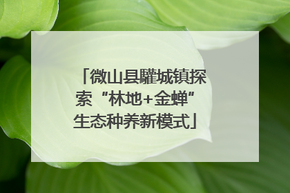 微山县驩城镇探索“林地+金蝉”生态种养新模式