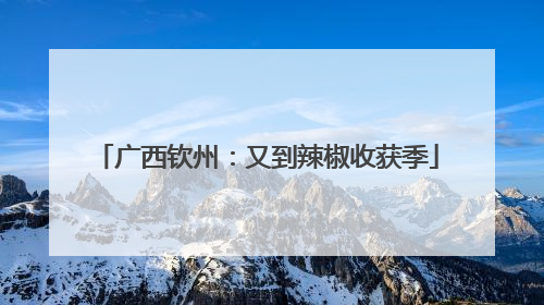 广西钦州：又到辣椒收获季