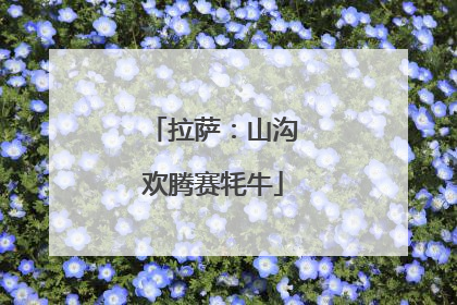拉萨：山沟欢腾赛牦牛