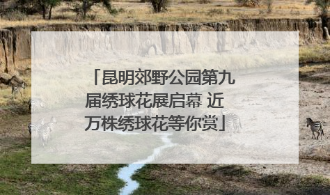 昆明郊野公园第九届绣球花展启幕 近万株绣球花等你赏