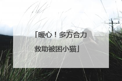 暖心！多方合力救助被困小猫