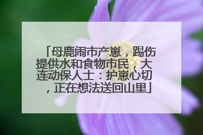 母鹿闹市产崽，踢伤提供水和食物市民，大连动保人士：护崽心切，正在想法送回山里