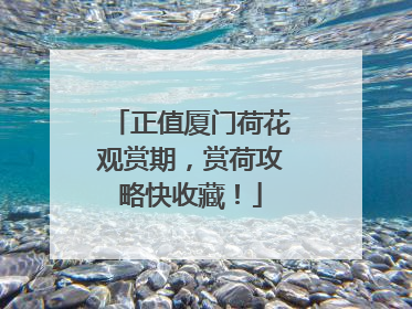 正值厦门荷花观赏期，赏荷攻略快收藏！