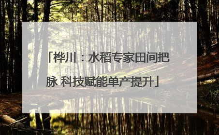 桦川：水稻专家田间把脉 科技赋能单产提升