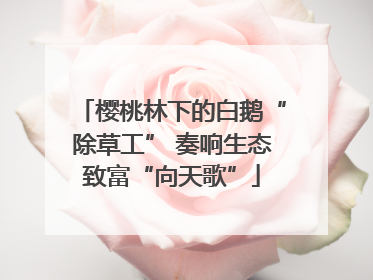 樱桃林下的白鹅“除草工” 奏响生态致富“向天歌”