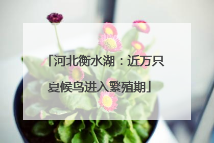 河北衡水湖：近万只夏候鸟进入繁殖期