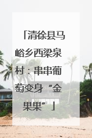 清徐县马峪乡西梁泉村：串串葡萄变身“金果果”