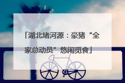 湖北堵河源：豪猪“全家总动员”悠闲觅食