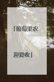 葡萄果农迎夏收