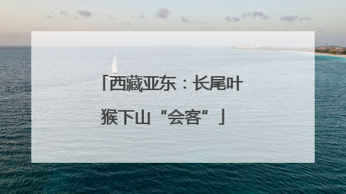 西藏亚东：长尾叶猴下山“会客”