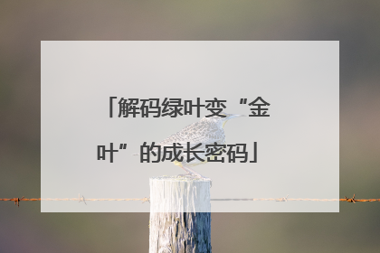 解码绿叶变“金叶”的成长密码