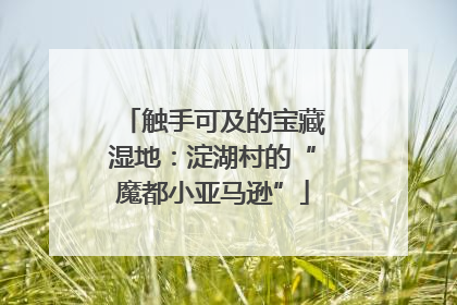触手可及的宝藏湿地：淀湖村的“魔都小亚马逊”