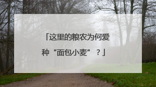 这里的粮农为何爱种“面包小麦”？