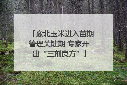 豫北玉米进入苗期管理关键期 专家开出“三剂良方”