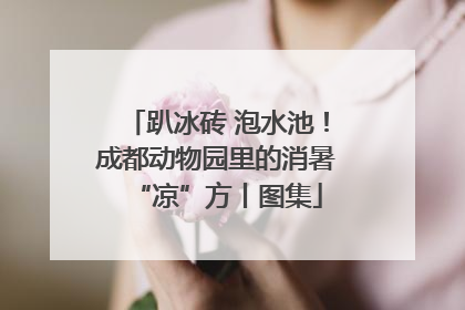 趴冰砖 泡水池！成都动物园里的消暑“凉”方丨图集