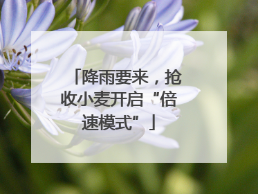 降雨要来，抢收小麦开启“倍速模式”
