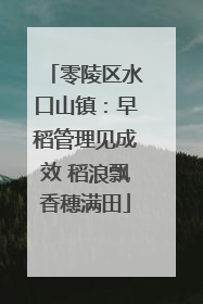 零陵区水口山镇：早稻管理见成效 稻浪飘香穗满田