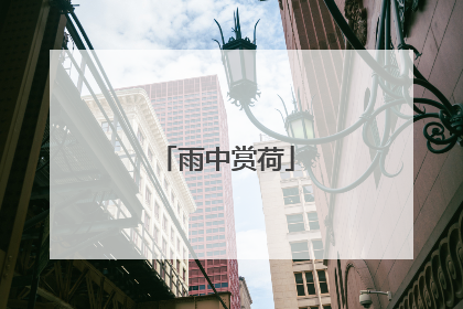 雨中赏荷
